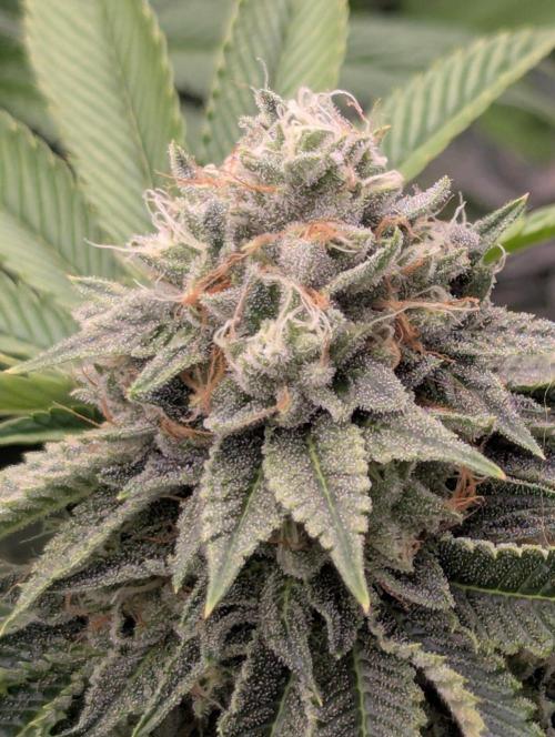 Big Z - Wizard Trees. Week 11