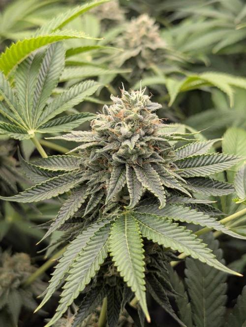 Big Z - Wizard Trees. Week 11
