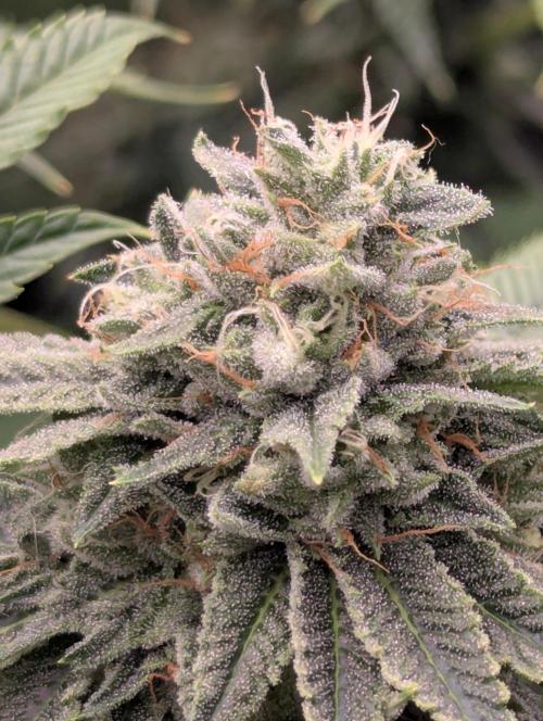 Big Z - Wizard Trees. Week 11
