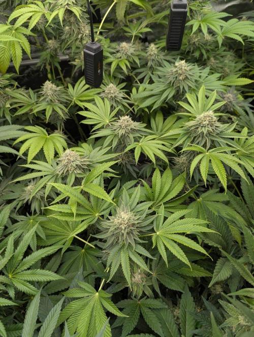 Big Z - Wizard Trees. Week 11
