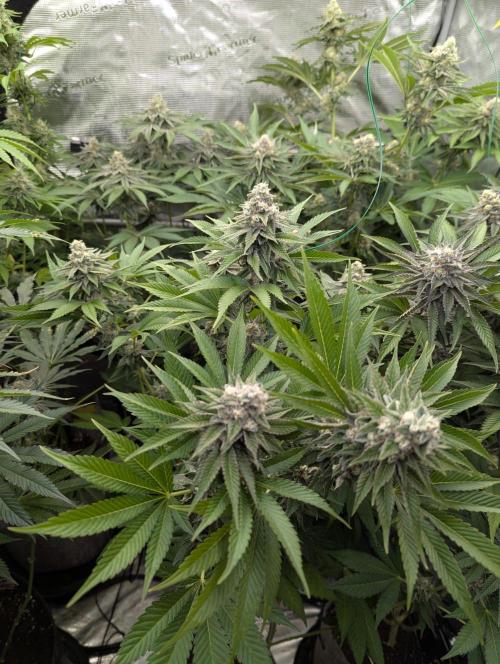 The Keeper - Wizard Trees. Week 11