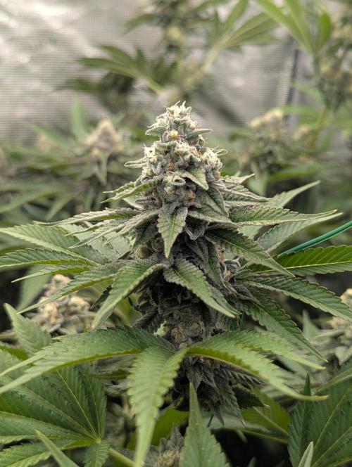 The Keeper - Wizard Trees. Week 11