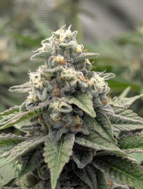 The Keeper - Wizard Trees. Week 11