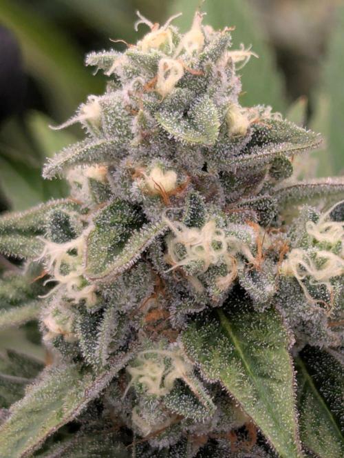 The Keeper - Wizard Trees. Week 11