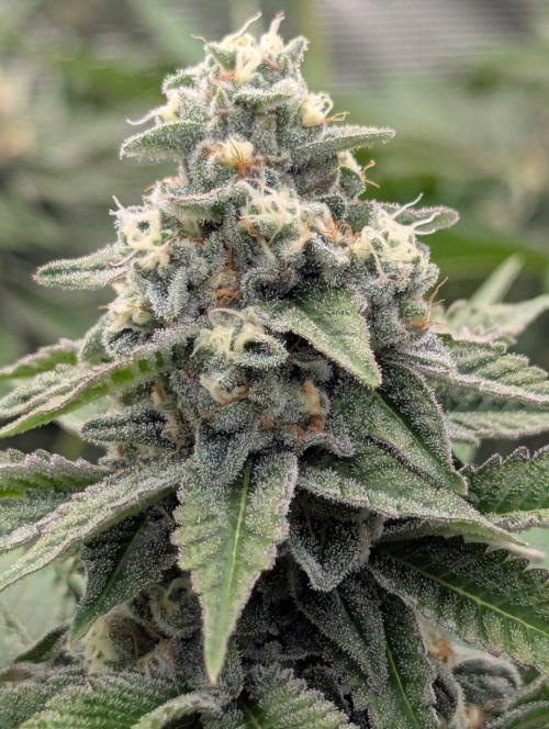 The Keeper - Wizard Trees. Week 11