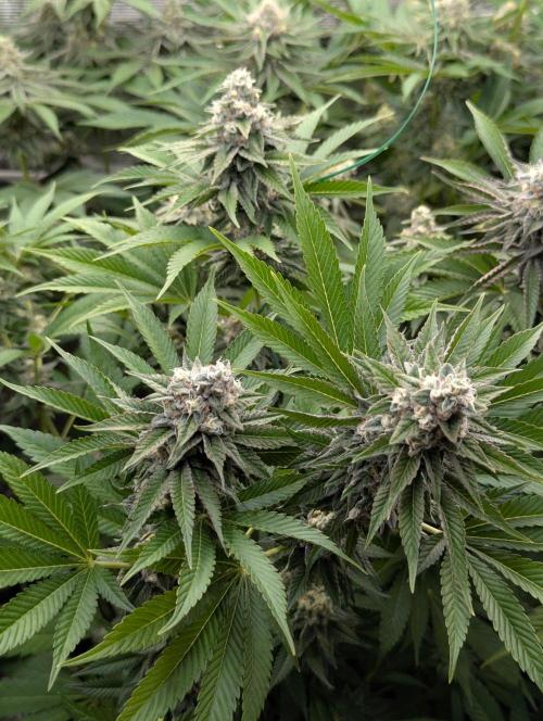 The Keeper - Wizard Trees. Week 11