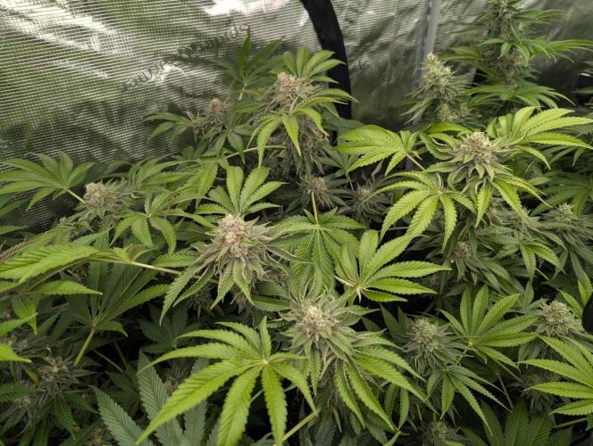 Zorroz v2 - Nine Weeks Harvest. Week 11