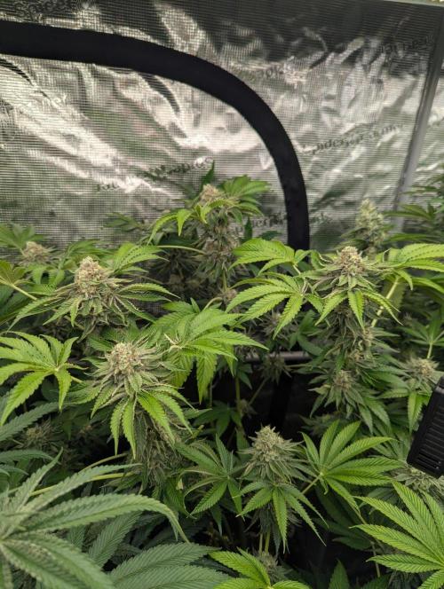 Zorroz v2 - Nine Weeks Harvest. Week 11