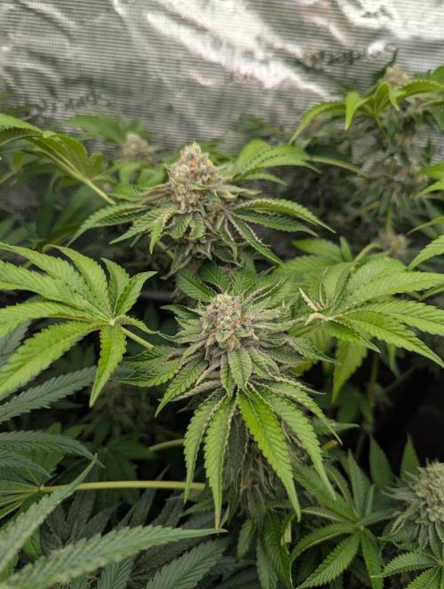 Zorroz v2 - Nine Weeks Harvest. Week 11