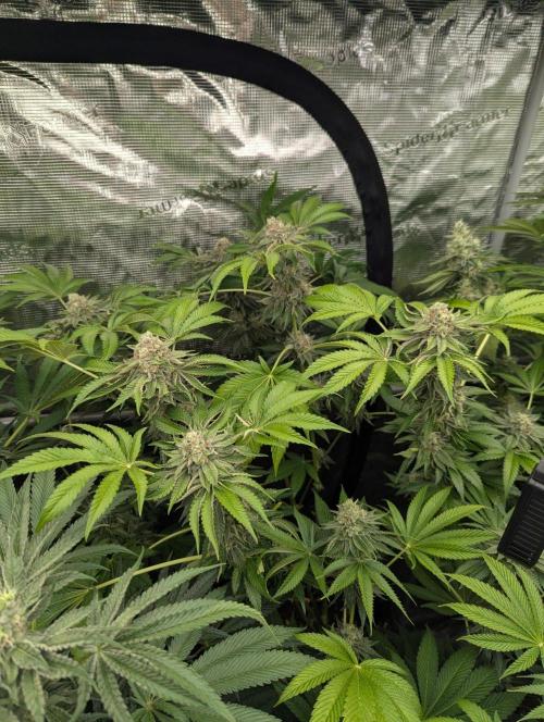 Zorroz v2 - Nine Weeks Harvest. Week 11