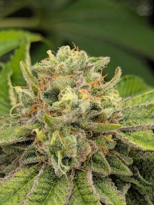Zorroz v2 - Nine Weeks Harvest. Week 11