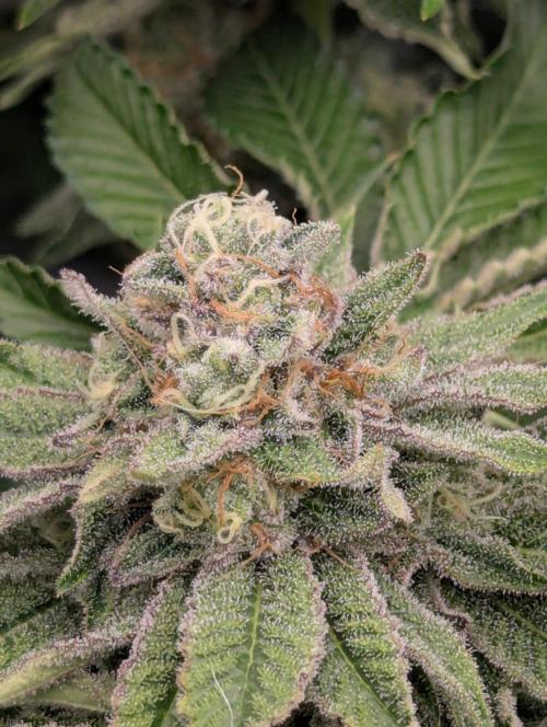 Zorroz v2 - Nine Weeks Harvest. Week 11