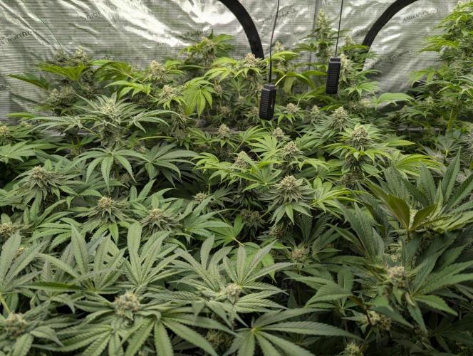Zorroz v2 - Nine Weeks Harvest. Week 11