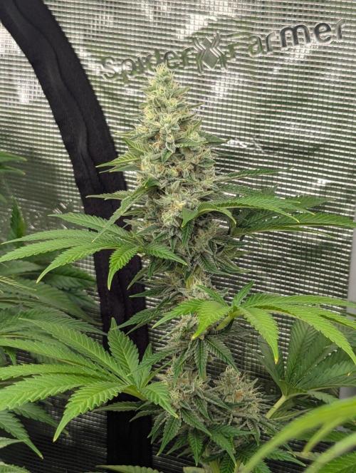 Zu-Tang Clan - N.Y.Ceeds. Week 11