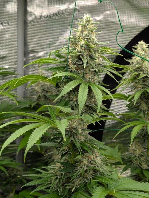 Zu-Tang Clan - N.Y.Ceeds. Week 11