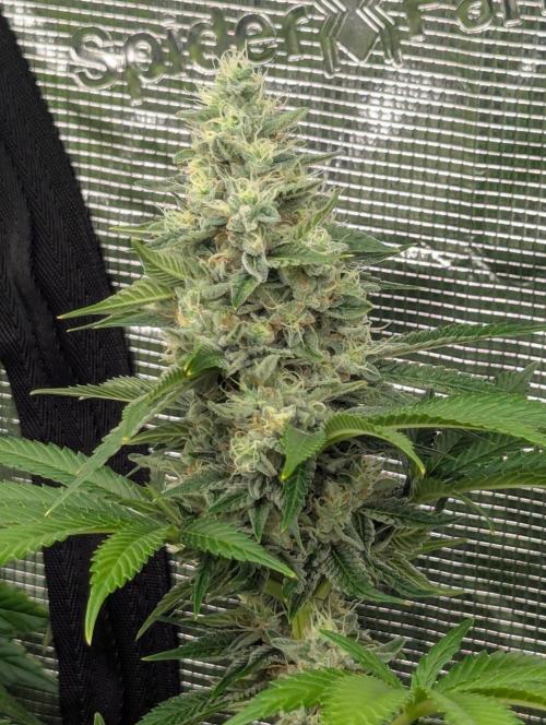 Zu-Tang Clan - N.Y.Ceeds. Week 11