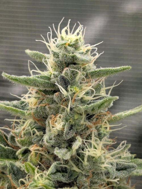 Zu-Tang Clan - N.Y.Ceeds. Week 11