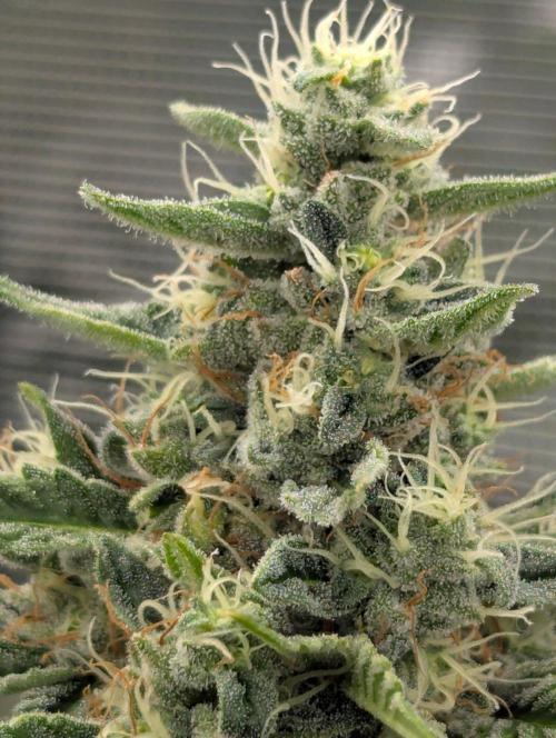 Zu-Tang Clan - N.Y.Ceeds. Week 11