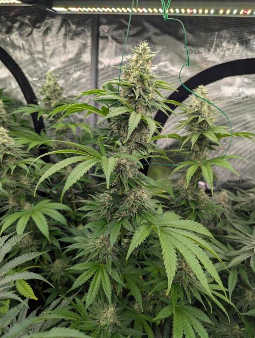 Zu-Tang Clan - N.Y.Ceeds. Week 11