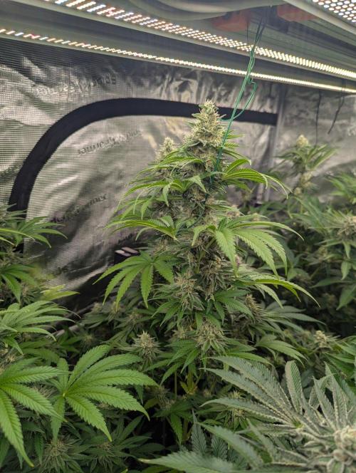 Zu-Tang Clan - N.Y.Ceeds. Week 11