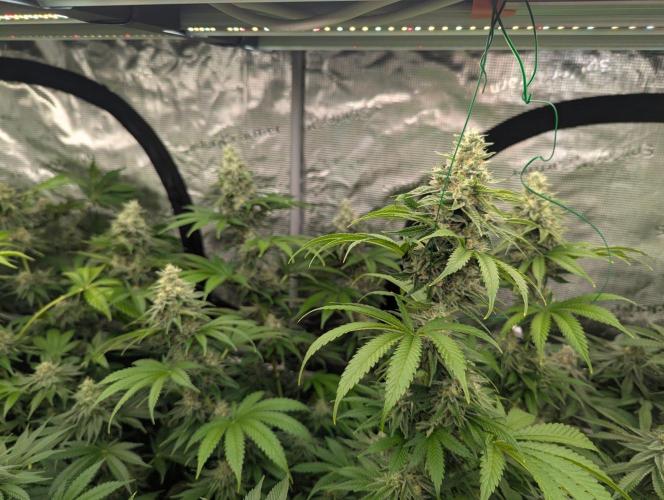 Zu-Tang Clan - N.Y.Ceeds. Week 11