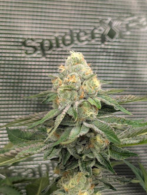 Lemonessence - Doja. Week 11