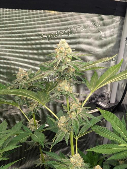 Lemonessence - Doja. Week 11