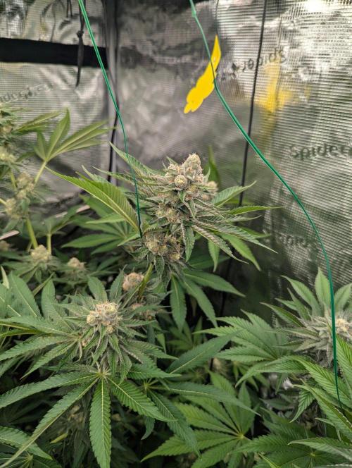 Lemonessence - Doja. Week 11