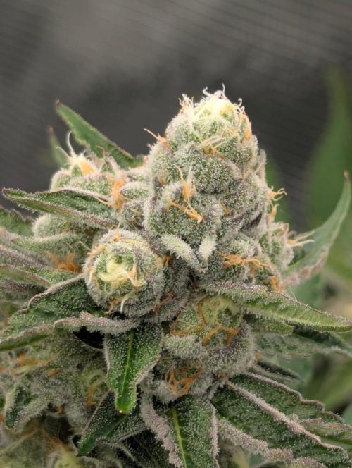 Lemonessence - Doja. Week 11