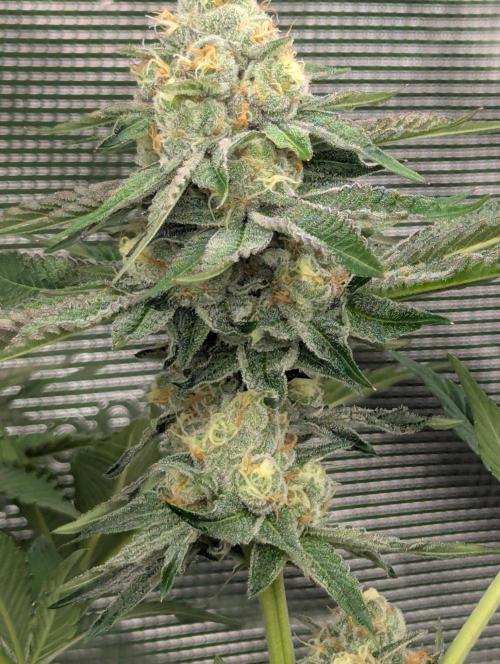 Lemonessence - Doja. Week 11