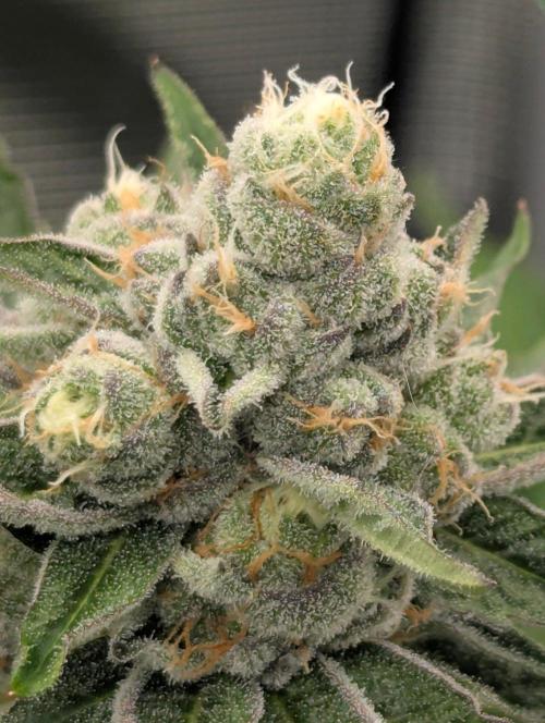 Lemonessence - Doja. Week 11