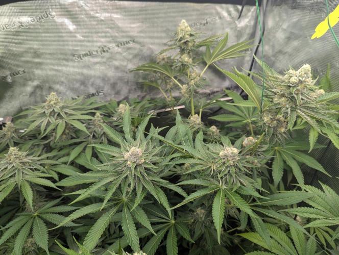 Lemonessence. Week 11