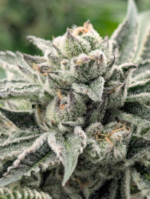 Black Lobster - Cipher Genetics. Week 11