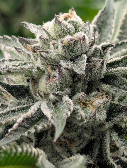 Black Lobster - Cipher Genetics. Week 11