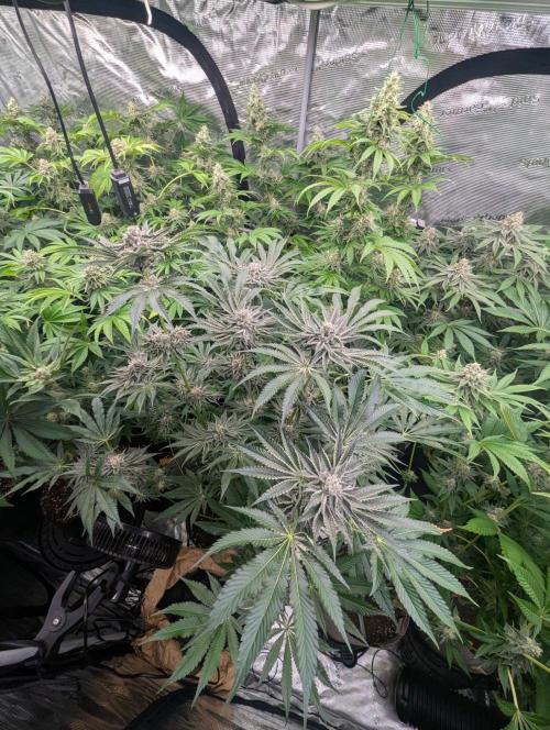 Black Lobster - Cipher Genetics. Week 11