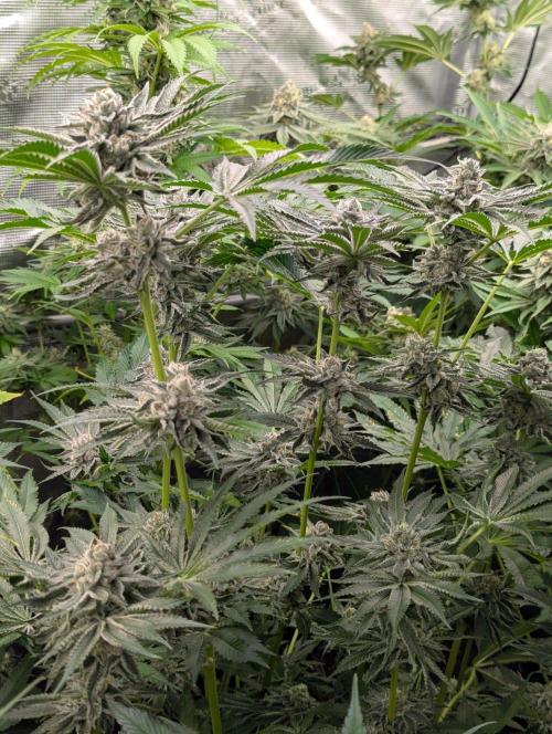 Black Lobster - Cipher Genetics. Week 11