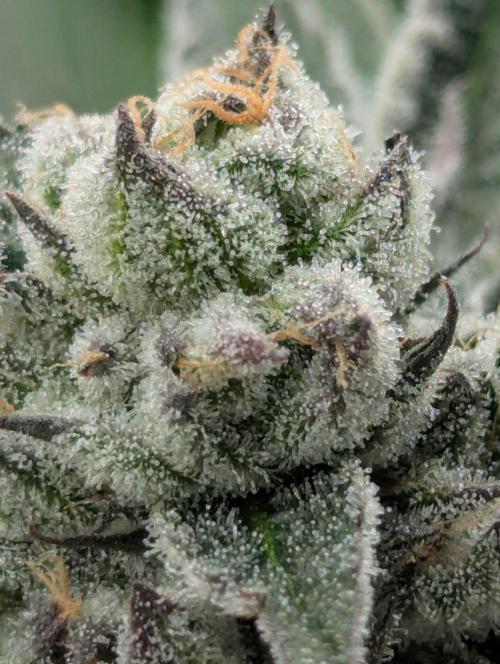 Black Lobster - Cipher Genetics. Week 11