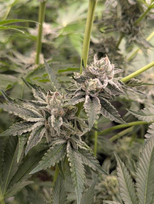Black Lobster - Cipher Genetics. Week 11