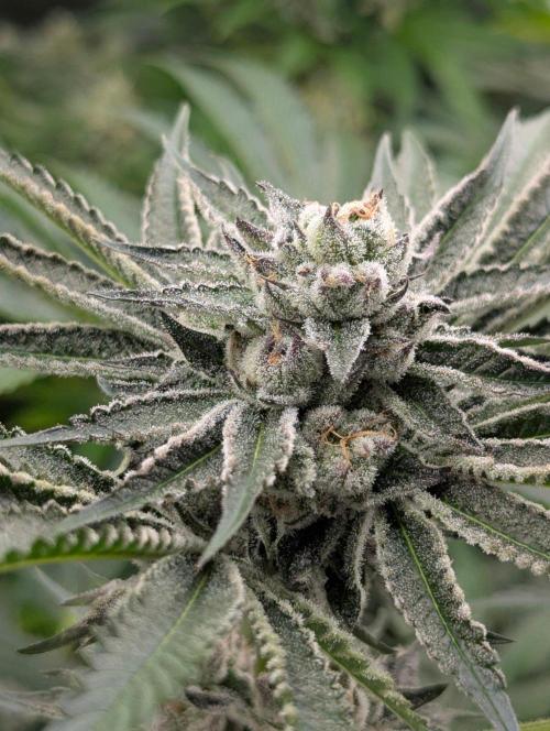 Black Lobster - Cipher Genetics. Week 11
