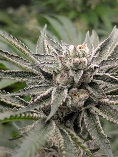 Black Lobster - Cipher Genetics. Week 11