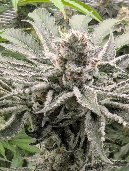 Black Lobster - Cipher Genetics. Week 11