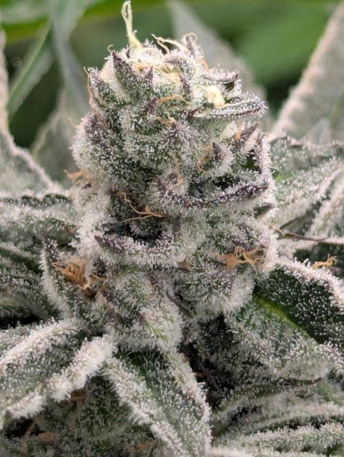 Black Lobster - Cipher Genetics. Week 11