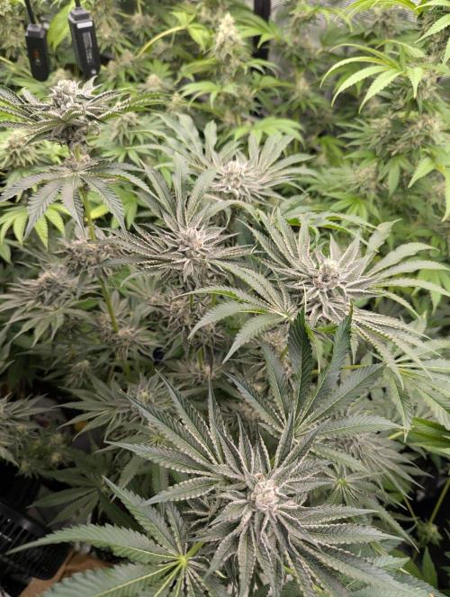 Black Lobster - Cipher Genetics. Week 11