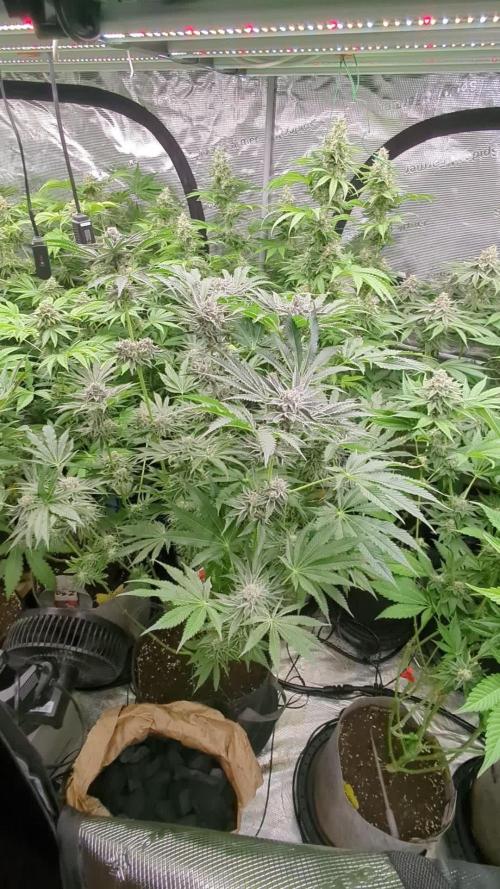 Black Lobster - Cipher Genetics