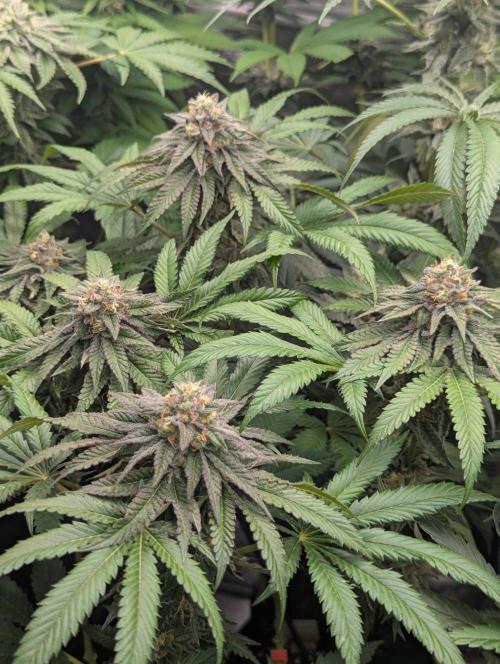 Studio Cherry - Wizard Trees. Week 11