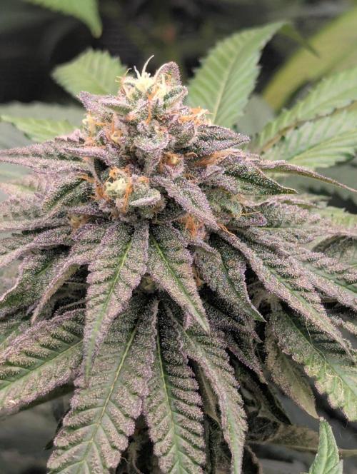 Studio Cherry - Wizard Trees. Week 11