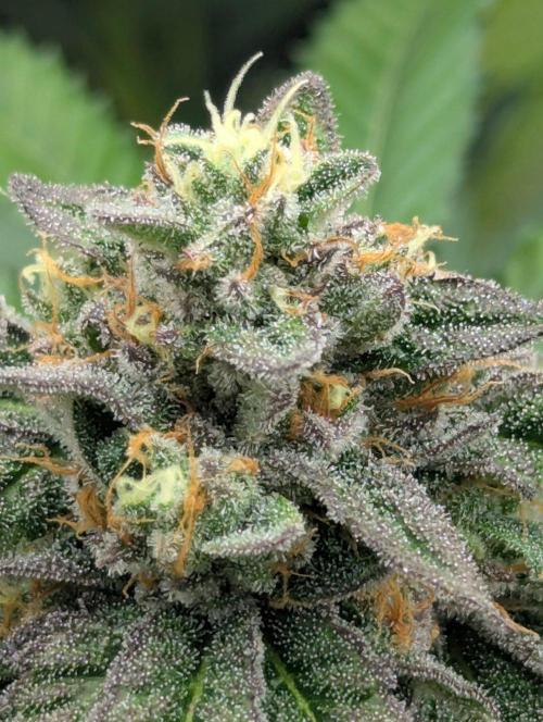 Studio Cherry - Wizard Trees. Week 11