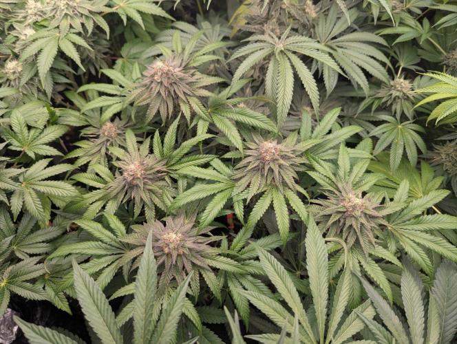 Studio Cherry - Wizard Trees. Week 11