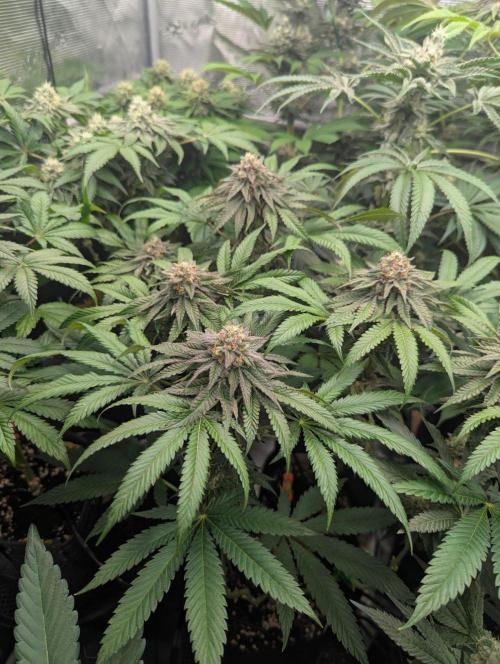 Studio Cherry - Wizard Trees. Week 11