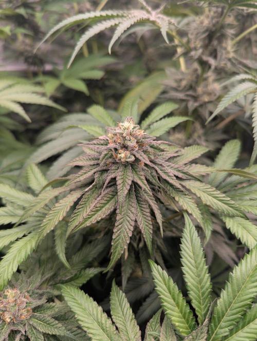 Studio Cherry - Wizard Trees. Week 11